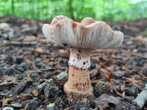 Frans 06 Juli paddenstoel